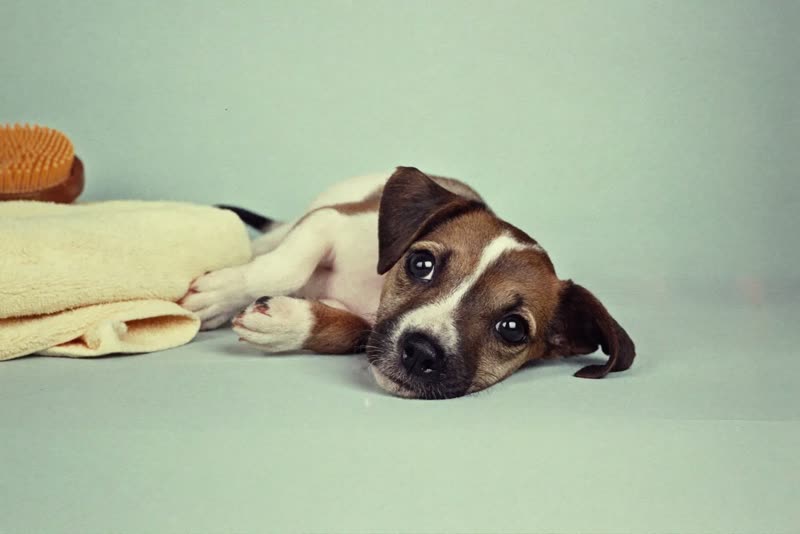 A towel-dried puppy lying down and relaxed